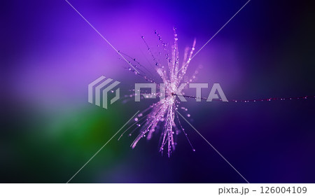 Dandelion seed.on bright color background Abstract gradient color macro photography of dandelion plant seeds. 126004109