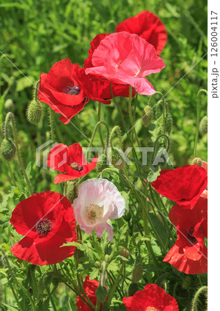 馬見丘陵公園　満開のポピー 126004117