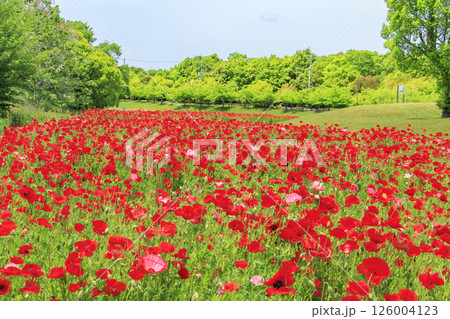 馬見丘陵公園　満開のポピー 126004123