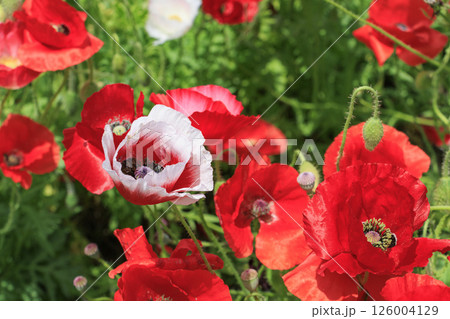 馬見丘陵公園 満開のポピー 馬見丘陵公園 満開のポピー 126004129