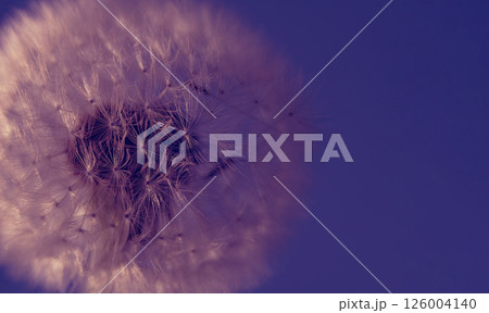 A macro image of a dandelion in a pink-purple glow with soft focus. Selective focus on purple background. Panoramic photo, flower on the left side 126004140