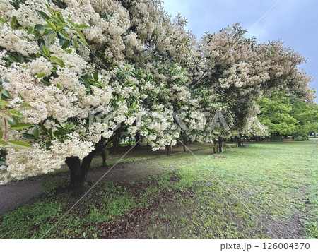 木場公園のなんじゃもんじゃ 126004370