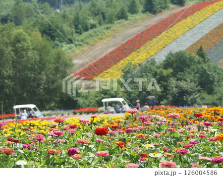 四季彩の丘に広がるカラフルな花畑｜富良野・美瑛・北海道道央の絶景フラワー素材 126004586