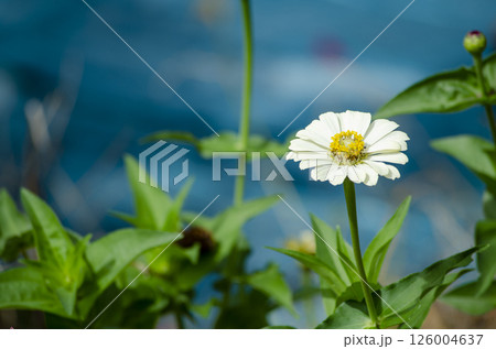 Bellis perennis flower with customizable space for text or ideas. 126004637