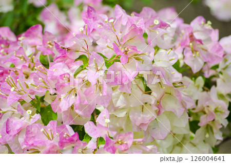 Pink paper flowers with suitable for design and wallpaper. Flora and Nature beauty concept. Pink paper flowers with suitable for design and wallpaper. Flora and Nature beauty concept. 126004641