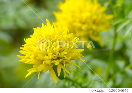 Dandelion flowers flowers. Flora and Nature beauty concept. 126004645