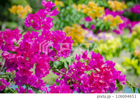 Dark red paper flowers with customizable space for text. Flora and Nature beauty concept. Dark red paper flowers with customizable space for text. Flora and Nature beauty concept. 126004651