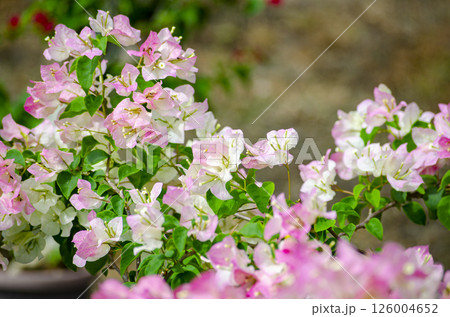Pink paper flowers with customizable space for text of use for design. Flora and Nature beauty concept. Pink paper flowers with customizable space for text of use for design. Flora and Nature beauty concept. 126004652