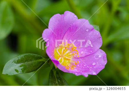 Close up of Portulaca grandiflora flower with customizable space for text or ideas. Nature beauty concept. Close up of Portulaca grandiflora flower with customizable space for text or ideas. Nature beauty concept. 126004655