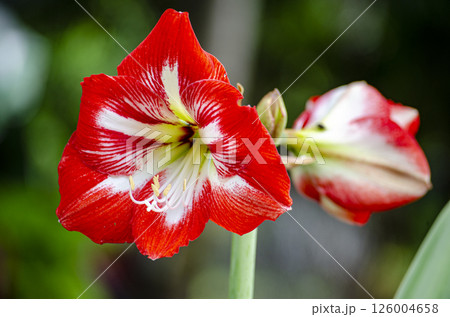 Beautiful Amaryllis red and white flower with customizable space for text. Flora and Nature beauty concept. 126004658