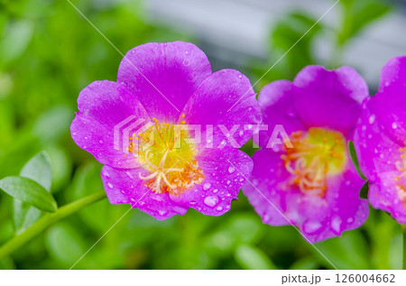 Close up view of Portulaca grandiflora flowers with customizable space for text or ideas. Nature beauty concept. 126004662