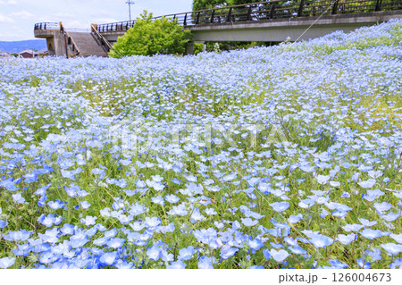 馬見丘陵公園　満開のネモフィラの丘と春の花々 126004673
