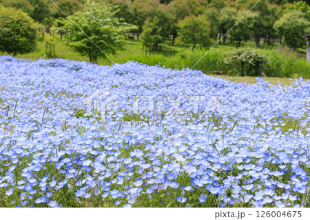 馬見丘陵公園　満開のネモフィラの丘と春の花々 126004675