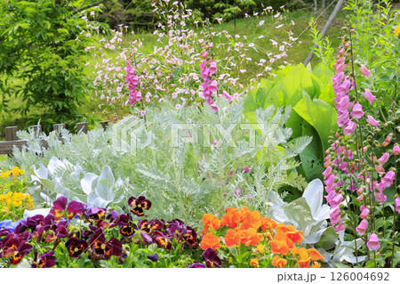 馬見丘陵公園　満開のネモフィラの丘と春の花々 126004692