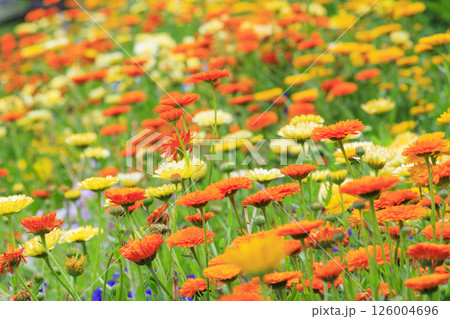 馬見丘陵公園　満開のネモフィラの丘と春の花々 126004696