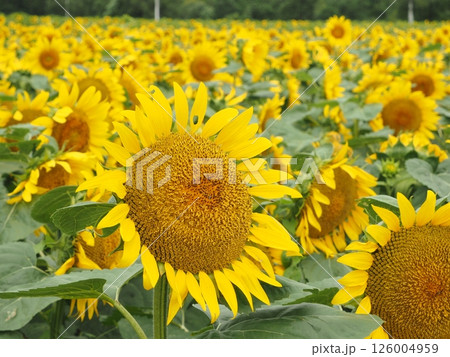 一面に広がる北竜町のひまわり畑|8月・夏休みに訪れたい北海道の絶景フラワースポット 一面に広がる北竜町のひまわり畑|8月・夏休みに訪れたい北海道の絶景フラワースポット 126004959