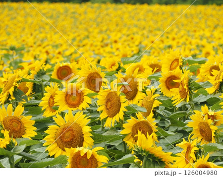 一面に広がる北竜町のひまわり畑｜8月・夏休みに訪れたい北海道の絶景フラワースポット 126004980