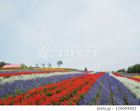 四季彩の丘に広がるカラフルな花畑｜富良野・美瑛・北海道道央の絶景フラワー素材 126004982