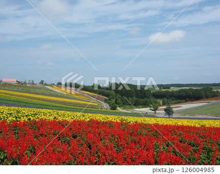 四季彩の丘に広がるカラフルな花畑|富良野・美瑛・北海道道央の絶景フラワー素材 四季彩の丘に広がるカラフルな花畑|富良野・美瑛・北海道道央の絶景フラワー素材 126004985
