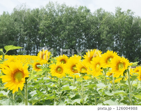 四季彩の丘に広がるカラフルな花畑|富良野・美瑛・北海道道央の絶景フラワー素材 四季彩の丘に広がるカラフルな花畑|富良野・美瑛・北海道道央の絶景フラワー素材 126004988