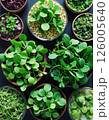 Vibrant assortment of fresh microgreens in wooden and glass bowls for healthy cooking and urban gardening inspiration 126005640