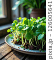 Vibrant microgreens growing on sunlit wooden table for sustainable living concepts 126005641