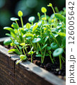 Vibrant spring seedlings in wooden planter box for sustainable gardening inspiration 126005642