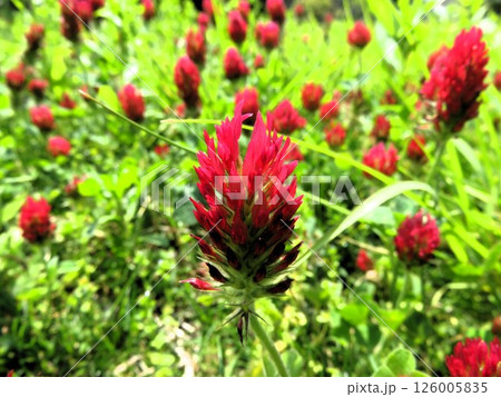 クリムゾンクローバー 126005835