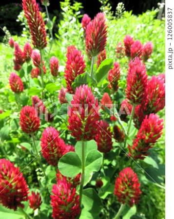 クリムゾンクローバー 126005837