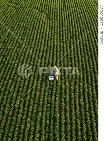 Drone view of farmer inspecting verdant crops in lush field for sustainable agriculture practices Drone view of farmer inspecting verdant crops in lush field for sustainable agriculture practices 126005977