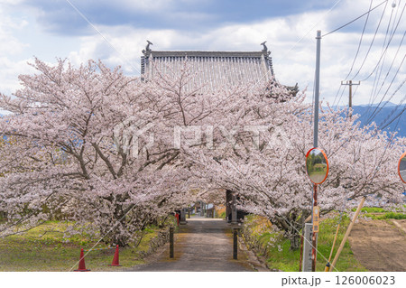【第八番札所】熊谷寺　山門から続く桜並木【四国八十八箇所】 126006023
