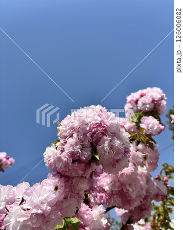 満開の八重桜と真っ青な空 満開の八重桜と真っ青な空 126006082