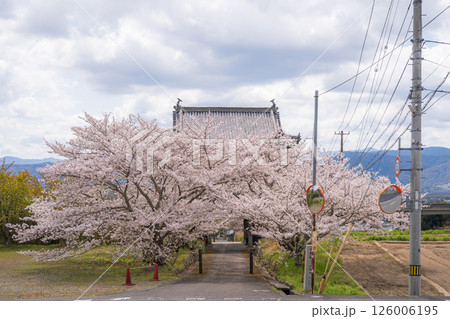 【第八番札所】熊谷寺 山門から続く桜並木【四国八十八箇所】 【第八番札所】熊谷寺 山門から続く桜並木【四国八十八箇所】 126006195