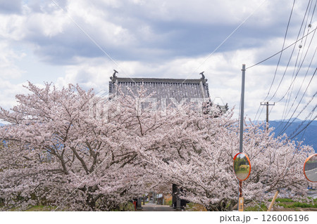 【第八番札所】熊谷寺 山門から続く桜並木【四国八十八箇所】 【第八番札所】熊谷寺 山門から続く桜並木【四国八十八箇所】 126006196