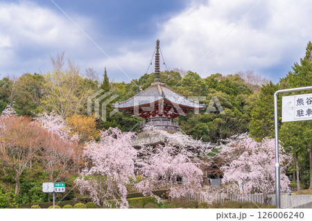 【第八番札所】熊谷寺　桜と多宝塔【四国八十八箇所】 126006240