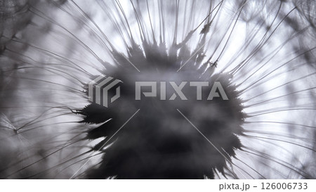 Misty breath of dandelion. Dandelion close-up silhouette against the light 126006733