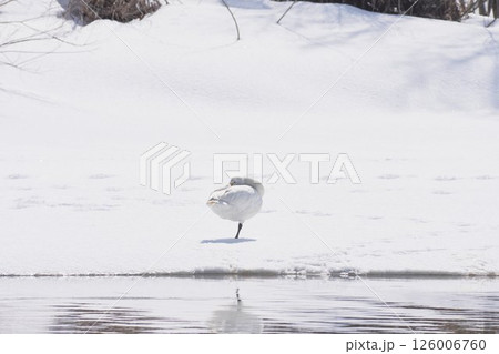 雪の上で休む北海道の春に訪れるハクチョウ 雪の上で休む北海道の春に訪れるハクチョウ 126006760