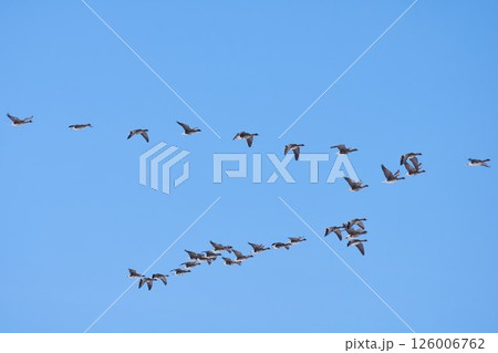 Ⅴ字飛行し北へと向かう春の北海道に訪れる雁の群れ Ⅴ字飛行し北へと向かう春の北海道に訪れる雁の群れ 126006762