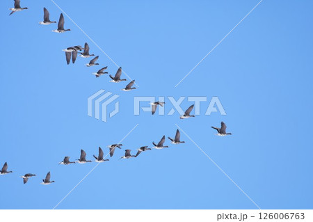 Ⅴ字飛行し北へと向かう春の北海道に訪れる雁の群れ Ⅴ字飛行し北へと向かう春の北海道に訪れる雁の群れ 126006763