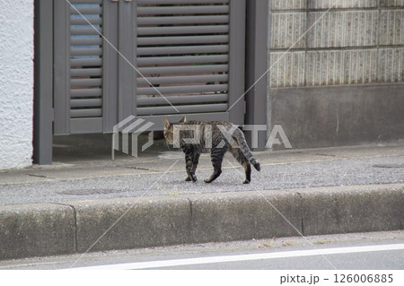 住宅地の野良猫 126006885