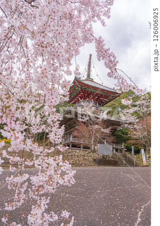 【第八番札所】熊谷寺 桜と多宝塔【四国八十八箇所】 【第八番札所】熊谷寺 桜と多宝塔【四国八十八箇所】 126006925