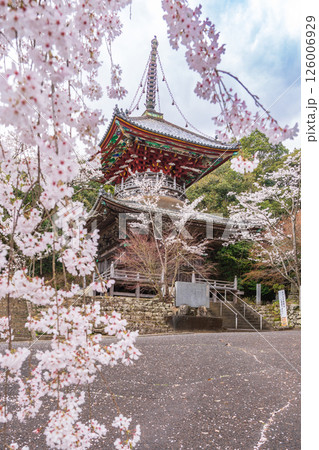 【第八番札所】熊谷寺　桜と多宝塔【四国八十八箇所】 126006929