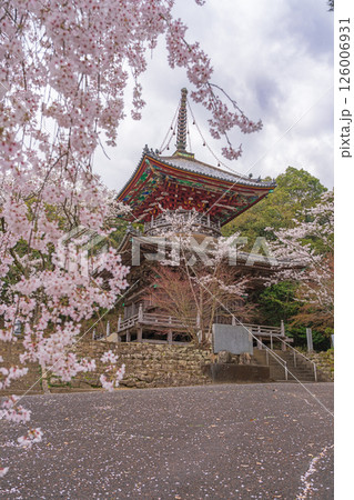 【第八番札所】熊谷寺　桜と多宝塔【四国八十八箇所】 126006931