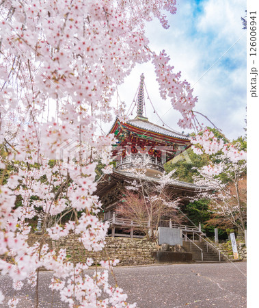 【第八番札所】熊谷寺 桜と多宝塔【四国八十八箇所】 【第八番札所】熊谷寺 桜と多宝塔【四国八十八箇所】 126006941
