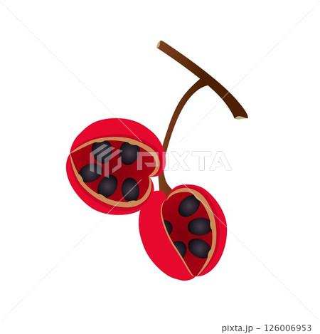 Branch with fruits sterculia quadrifida on a white background. 126006953