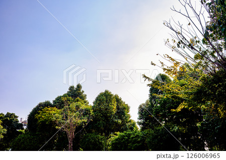 Lush green trees under a blue sky in a peaceful outdoor setting 126006965