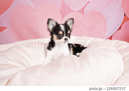 ピンクバックと白いベッドに入ったチワワの仔犬 ピンクバックと白いベッドに入ったチワワの仔犬 126007237
