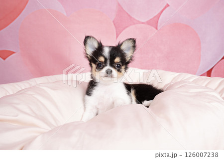 ピンクバックと白いベッドに入ったチワワの仔犬 126007238