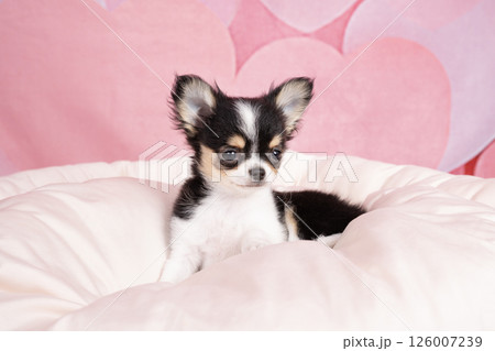 ピンクバックと白いベッドに入ったチワワの仔犬 126007239