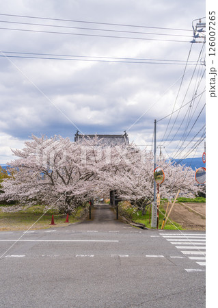 【第八番札所】熊谷寺 山門から続く桜並木【四国八十八箇所】 【第八番札所】熊谷寺 山門から続く桜並木【四国八十八箇所】 126007265